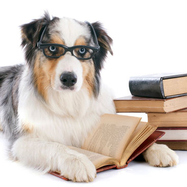 Top 5 Must-Read Dog Books This Year: A Literary Journey for Pet Lovers