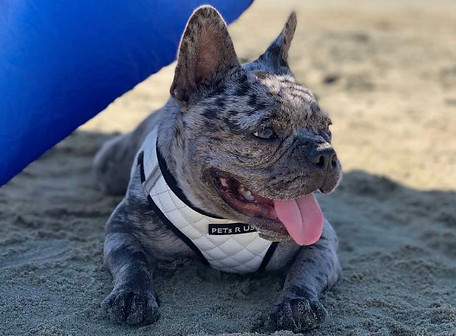 French Bulldog wearing a PETS R US harness resting on the beach. Agility dog harness, hiking dog leash, jogging dog harness, swimming dog harness, travel dog harness, training dog accessories, PETS R US, dog activity gear