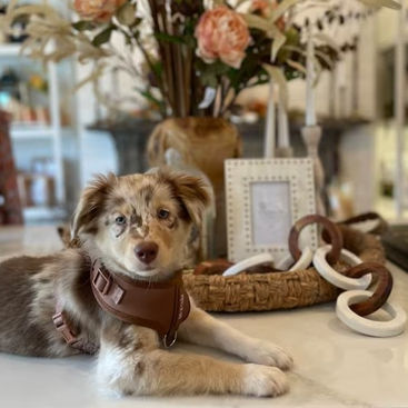 Guide to Responsible Dog Ownership: Nurturing a Lifelong Bond