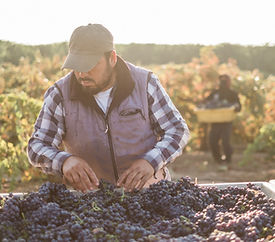 Copy of Rous Vineyard Harvest (49 of 52).jpg