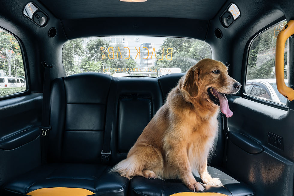 Pet Transfers by Black cab bangkok