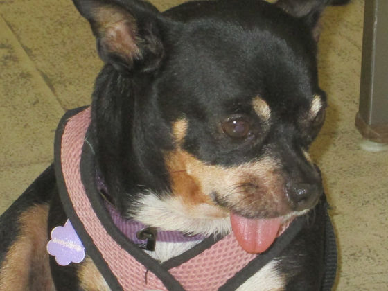 Support Animals at MVMC