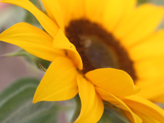 Springtime in Royal Green