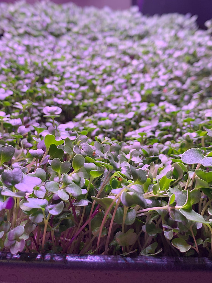 green.jpeg