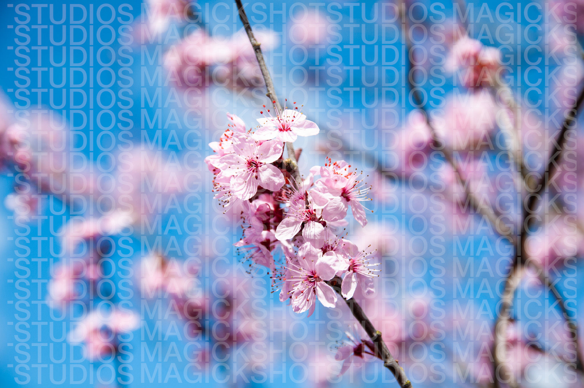 Cherry blossom 1