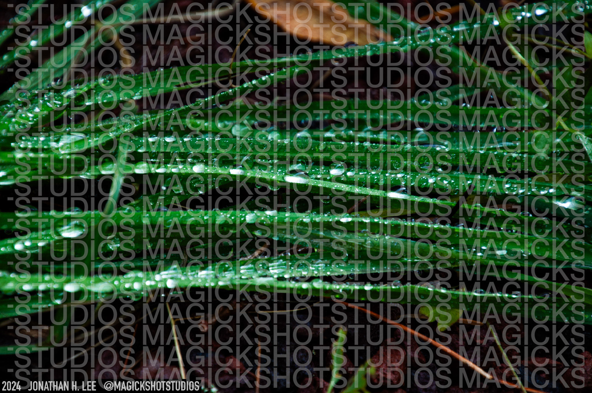 Dewdrops 1