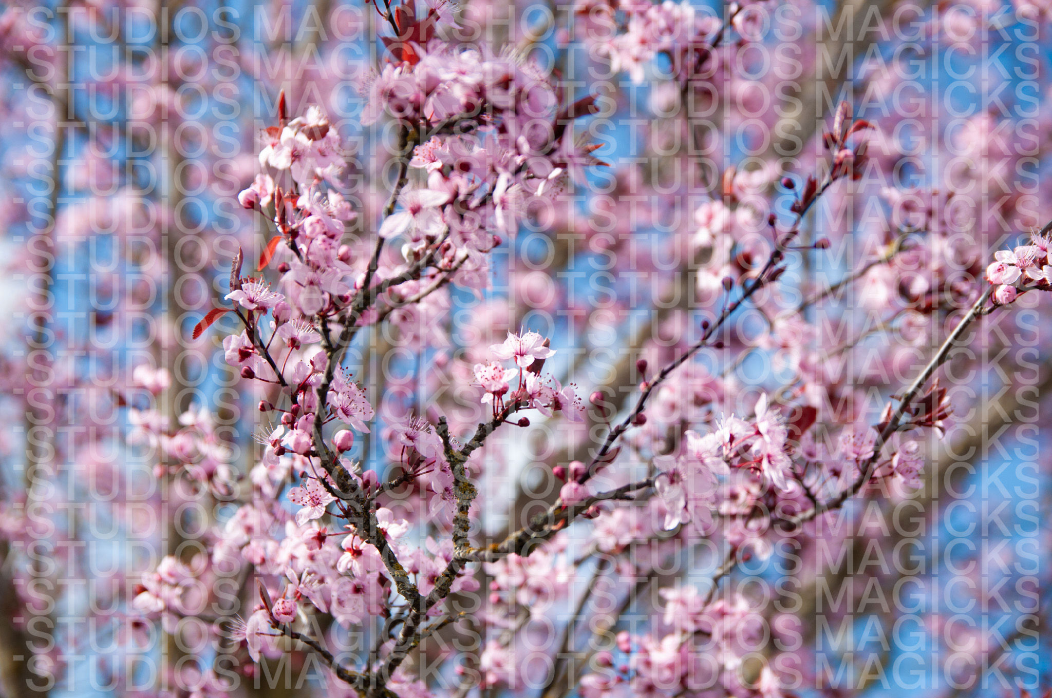 Cherry blossom 2
