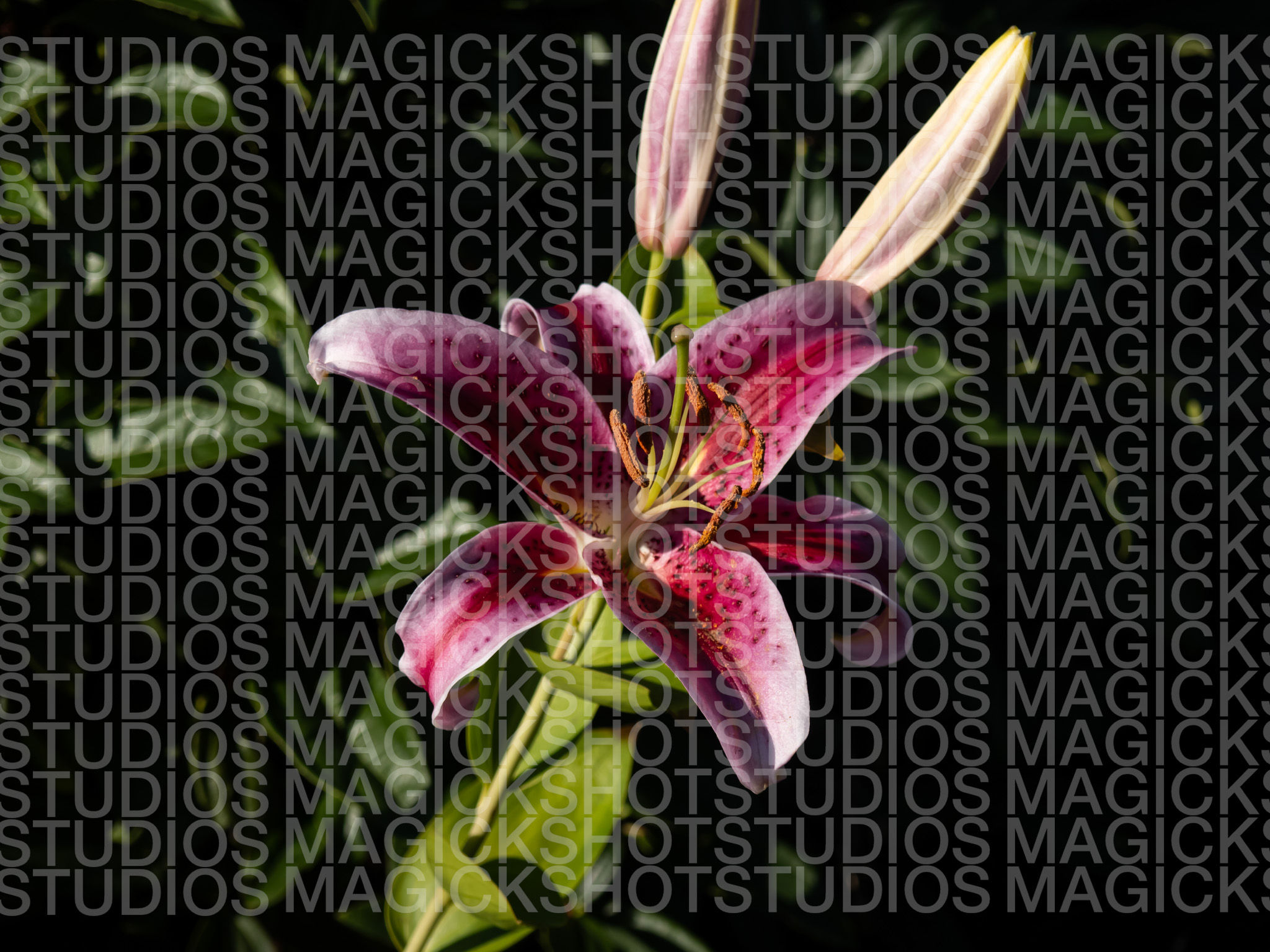 Stargazer Lily