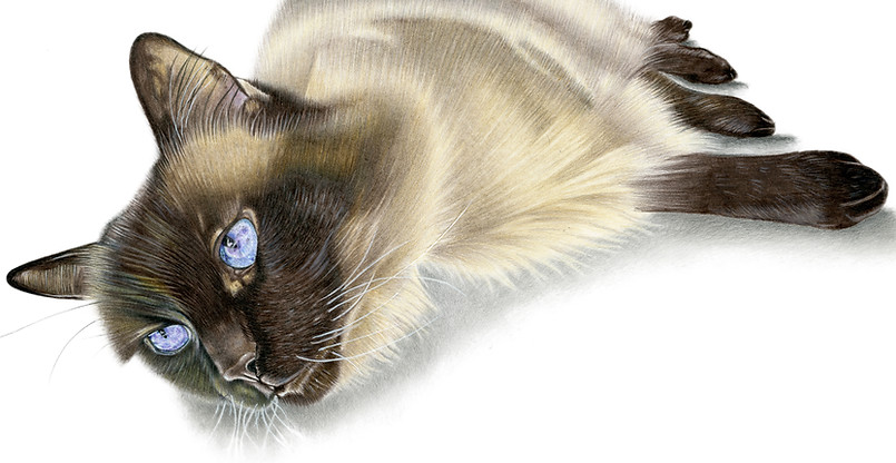 seal point cat portrait