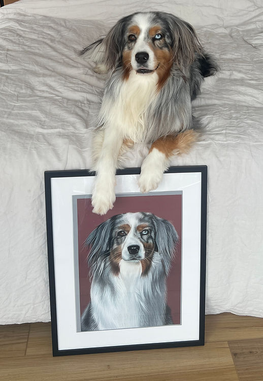 australian shepherd pet portrait