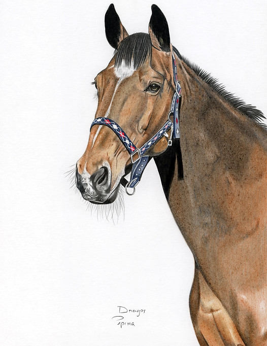 equine art horse pet portrait drawing
