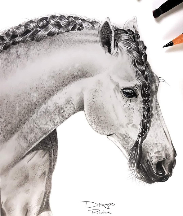 equine art horse pet portrait drawing