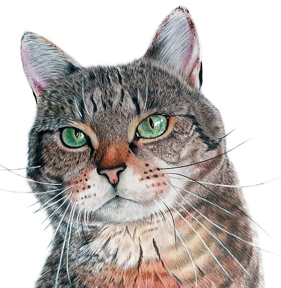 tabby cat portrait