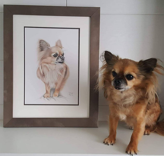 chihuahua pet portrait drawing testimonial