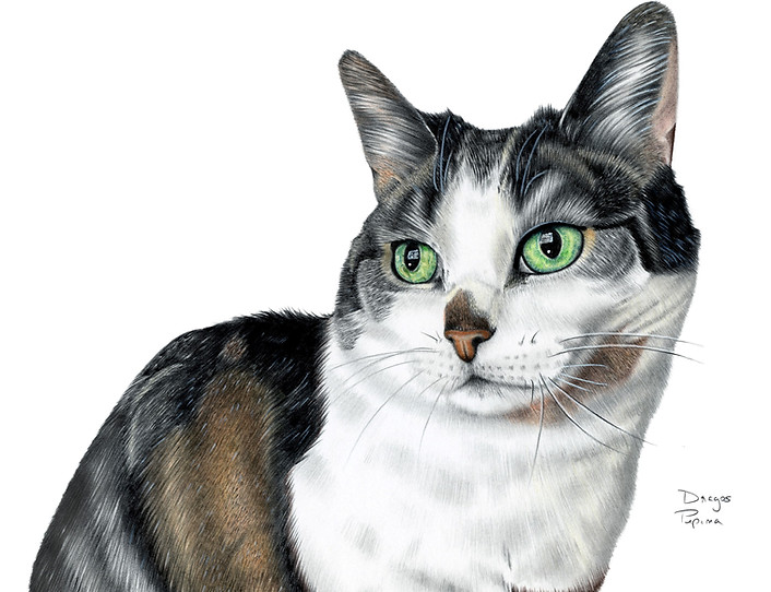 tuxedo cat portrait