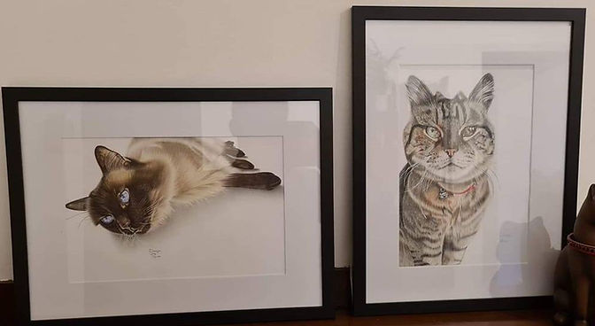 Tabby cat and Ragdoll cat pet portrait drawing testimonial