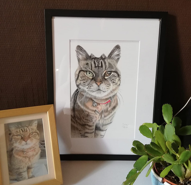 tabby cat pet portrait drawing testimonial