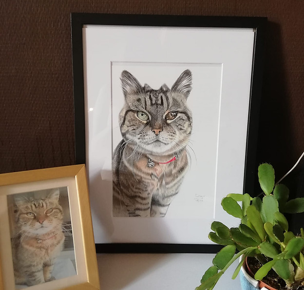 tabby cat pet portrait drawing testimonial