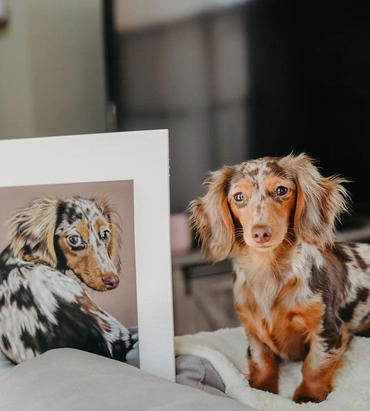 dachsund pet portrait