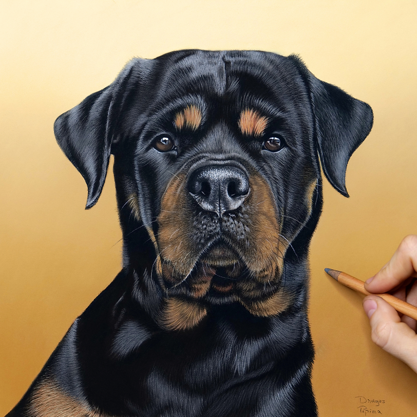 rottweiler pet portrait