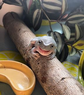 Screenshot 2025-01-30 at 10.29.10 AM.png