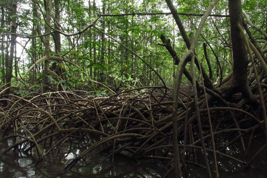 Mangroves, Sierpe River.jpg