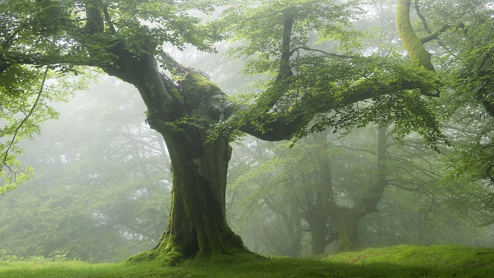 1239146-1920x1080-desktop-1080p-green-forest-background.jpg