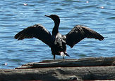 Cormorant.jpg