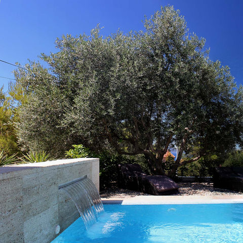 Cascata d'acqua in piscina, albero di ulivo sullo sfondo