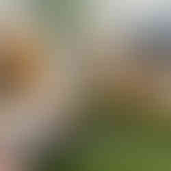 Bold Companies Employees Volunteering at Books on Break