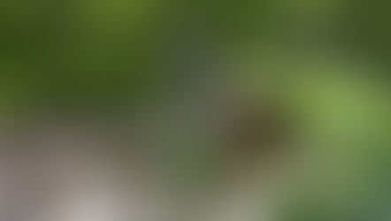 The Chapel Hill Garden Tour Returns, and One Featured Garden Is in Governors Club