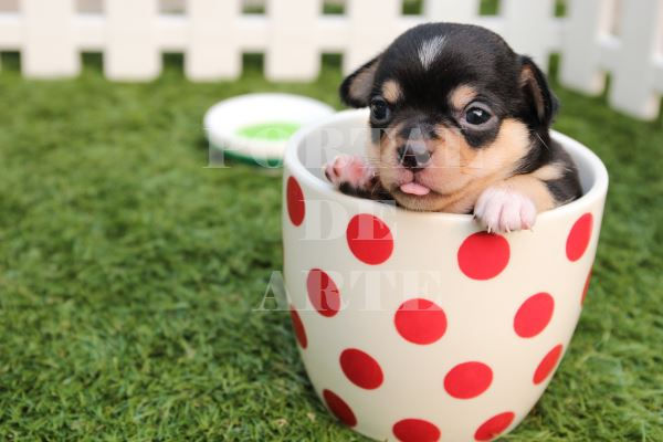 fotografia,animais,animal,cachorro,fototela,baratos,poster,gravura,reprodução,réplica,canvas,tela,pintura,fine art