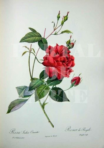 Miniatura: Pierre-Joseph Redouté,botânico,flores,flor,rosa,rosas,quadro,poster,gravura,canvas,réplica,reprodução,pintura,comprar,cópia