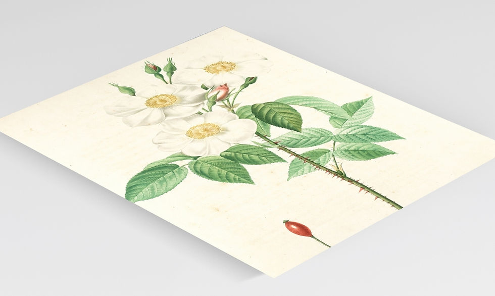 Miniatura: Pierre-Joseph Redouté,botânico,flores,flor,Rosa Damascena,quadro,poster,gravura,canvas,réplica,reprodução,pintura,comprar,