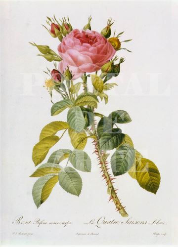 Miniatura: Pierre-Joseph Redouté,botânico,flores,flor,rosa,quadro,poster,gravura,canvas,réplica,reprodução,pintura,comprar,cópia,giclée