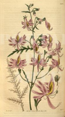 Miniatura: Samuel Curtis,Botânico,Botanical,galho,flor,planta,quadro,poster,replica,gravura,canvas,reprodução,tela,fototela,pintura
