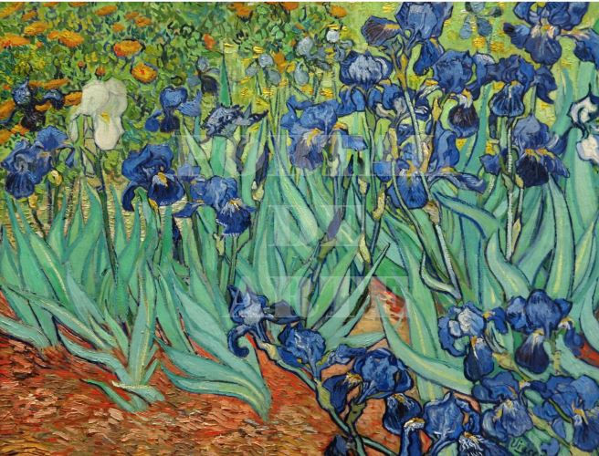Miniatura: vincent,van gogh, lirios,lírios,irises,poster,gravura,réplica,reprodução,canvas,replica,releitura,giclée,fine art,tela,pintur