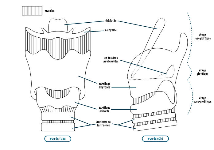 Le larynx