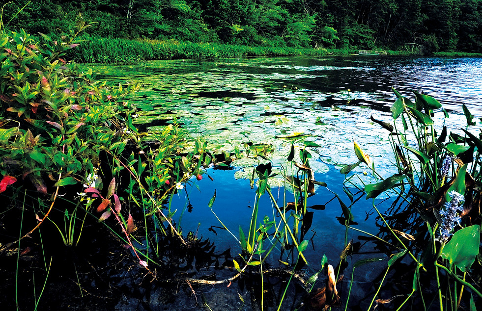 CAPE COD Ponds9.jpg