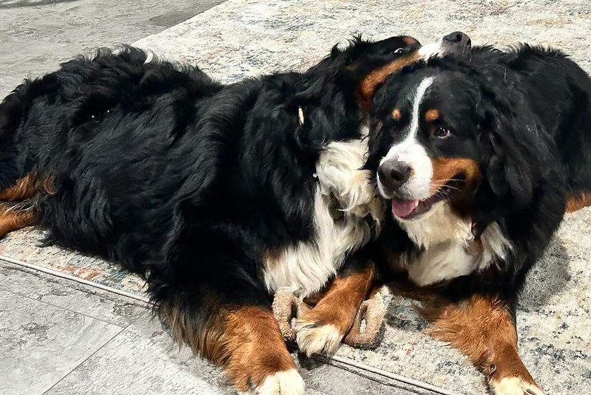 dog love_edited.jpg