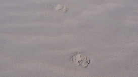 התמצית של הטכניקה העיקרית ללימוד גששות