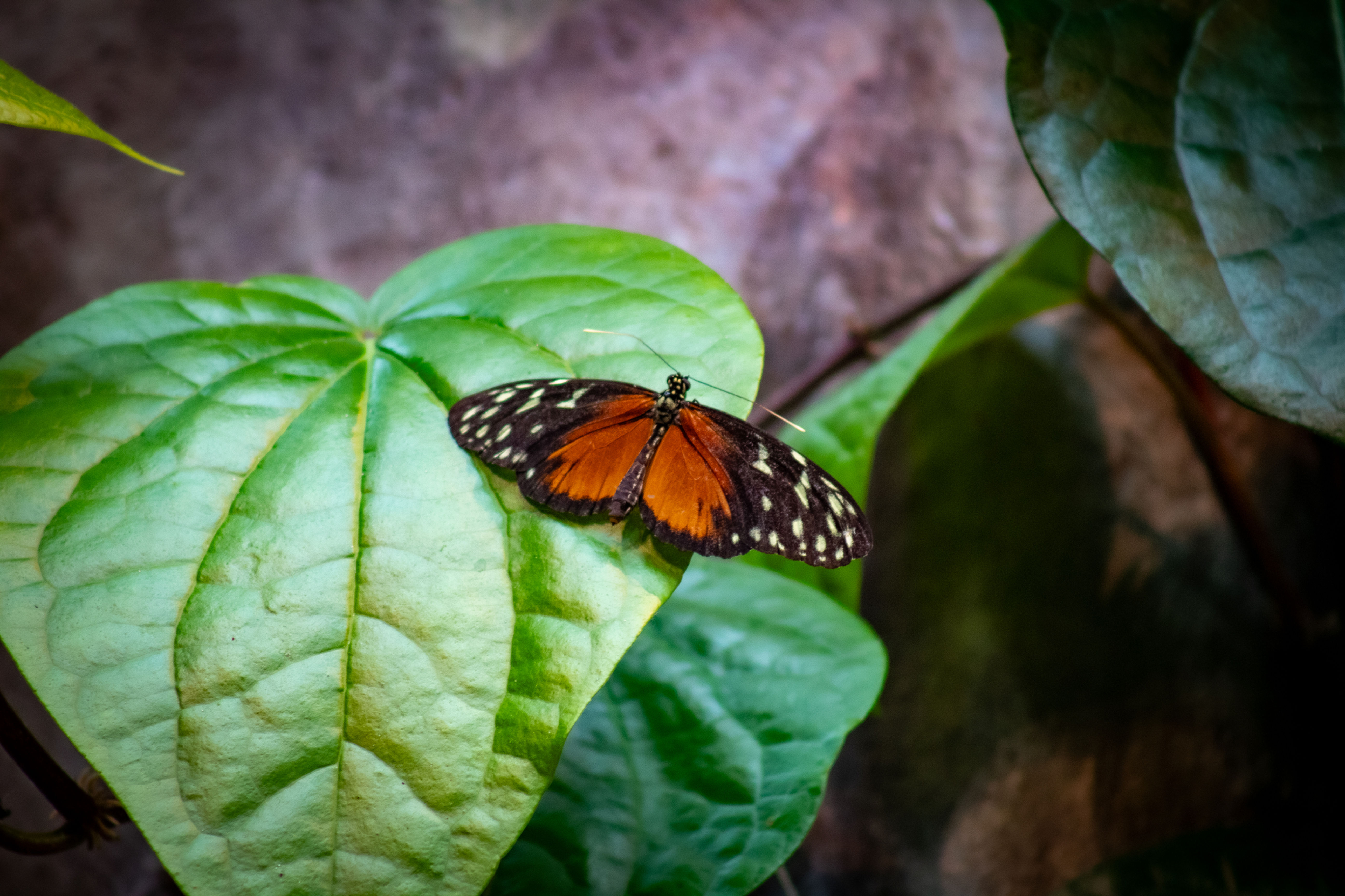 Butterfly1.jpg