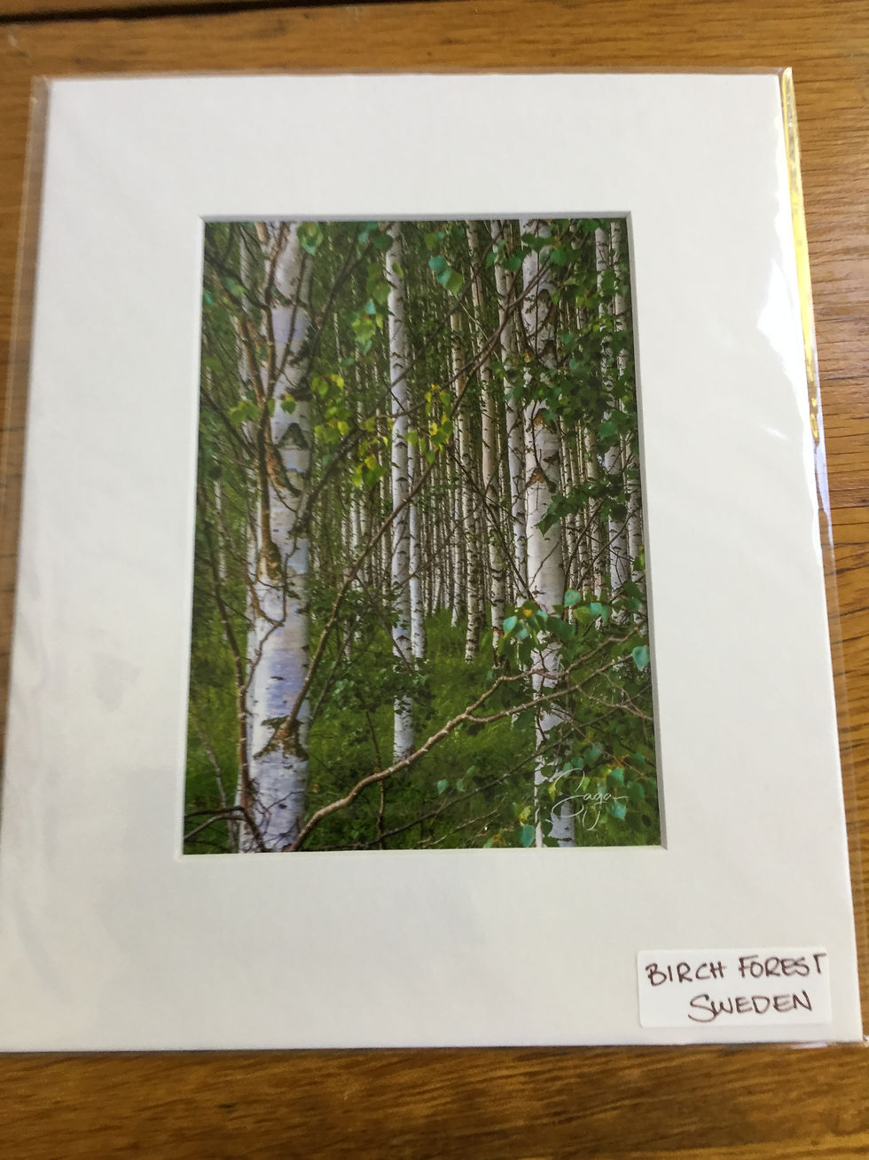 Birch Forest. Sweden