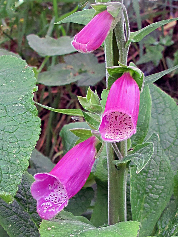 Foxglove by Raymond.jpg
