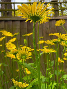 Mellow yellow - Claire.JPEG