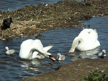 Happiness Is watching Nature - Carol.jpg