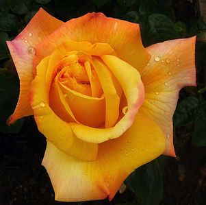  HC Colour - Arthur Bell Rose - Julia Bate.jpg