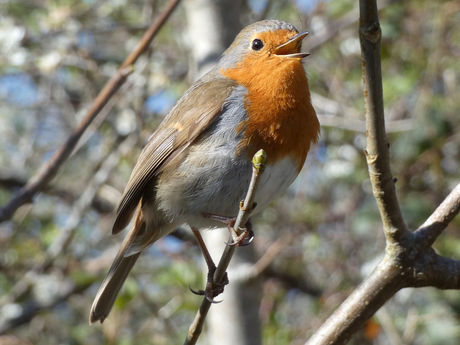  1st Colour - Evening Song - Jeanette Ruberry.jpg