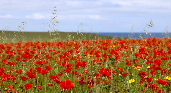 Poppy Field - Liz.jpg