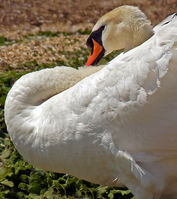 Puffed Up!! - Carol.jpg